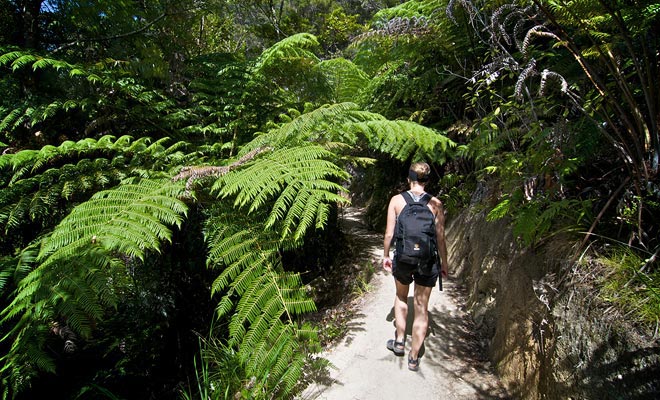 The Abel Tasman Coast Track trail alternates between forest paths and sandy beaches of fine sand. The whole route covers 55 km on 3 to 5 days of hiking!