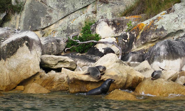 The colony of fur seals basks in the sun.