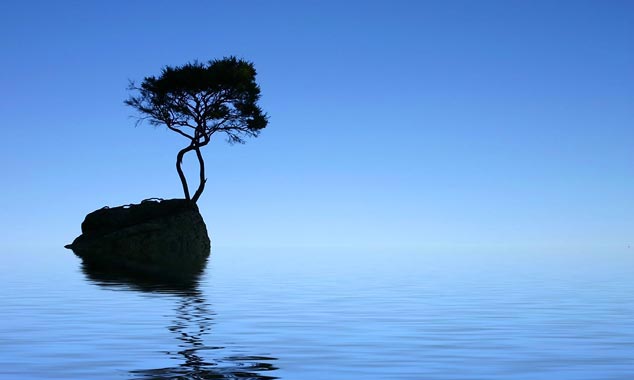 L'arbre solitaire de Tinline Bay, perdu hors du temps.