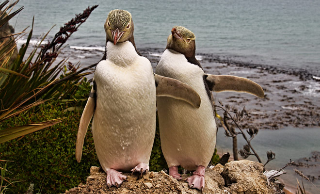 Penguins are found on the two islands of New Zealand, but the colonies are mainly located in the south of the country.
