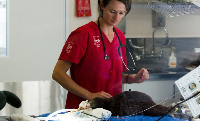 Because the entire species is threatened, injured kiwi are protected by competent veterinarians.