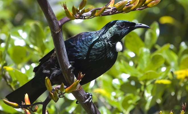 The singing of a Tui in the forest often surprises travelers, as it sometimes resembles the sound produced by the robot D2-R2 in the Star Wars movie.