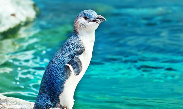 Les pingouins bleus sont timides et craignent les touristes.