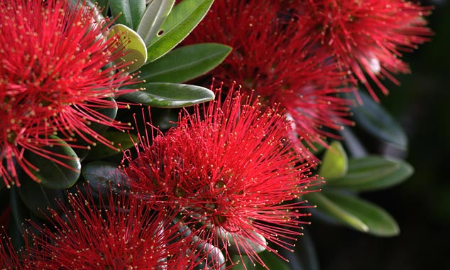 The pohutukawa is a Christmas tree because it blooms at this time.