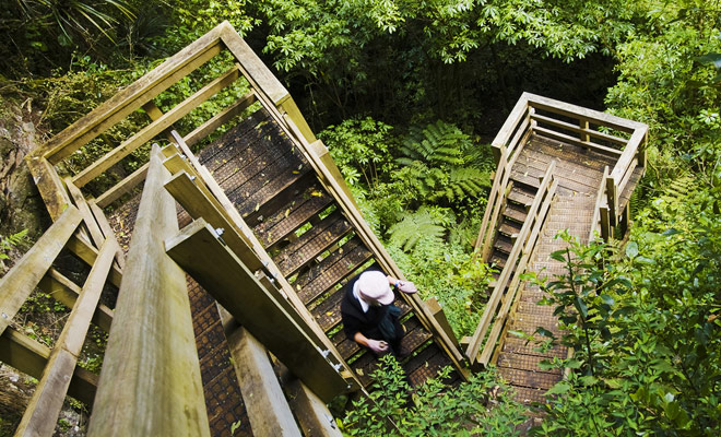 Wooden stairs punctuate the forest walk and allow guests to reach the beach of Cathedral Cove. Alas, you will have to take this trip on the return and the climb will be naturally more difficult than the descent!
