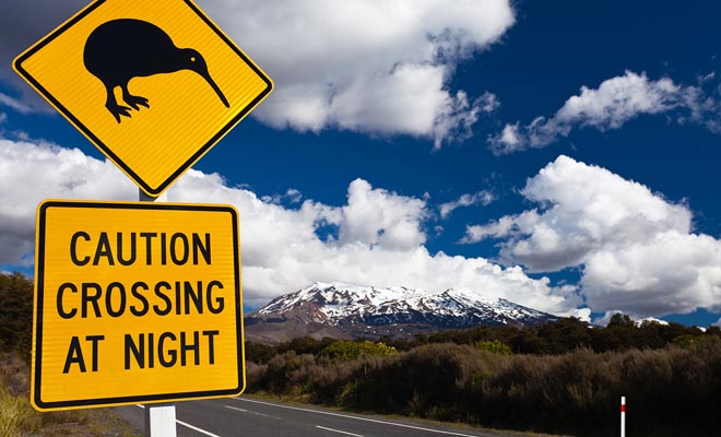 En plus des moutons qui bloquent parfois la route durant un quart d'heure, vous devrez aussi prendre garde aux pingouins et aux kiwis qui traversent sans prévenir.