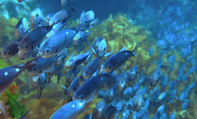 If there are no tropical fish in New Zealand like in Australia, aquatic life is nonetheless incredibly rich and beautiful, with maomaos that you will be able to admire by doing the scuba diving.