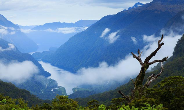 L'arbre mort de Wilmot Pass et la première vue sur le fjord.