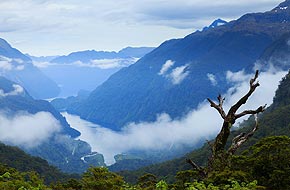 The dead tree of Wilmot Pass and the first view over the fjord.
