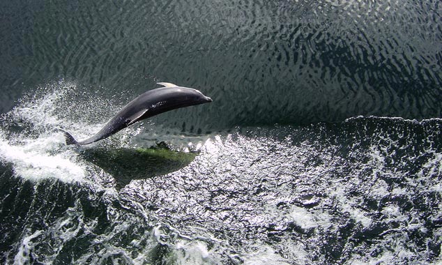 The dolphins venture into the dark waters.