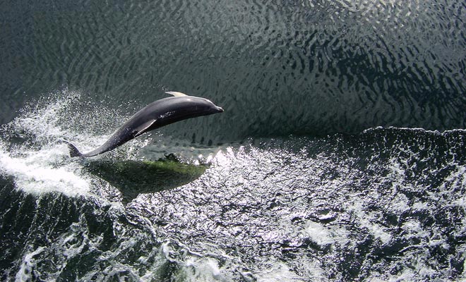 Hector dolphins often race with the ships at Malaspina Reach. Unfortunately, they are less and less numerous, and the reason for this decline is still unexplained.