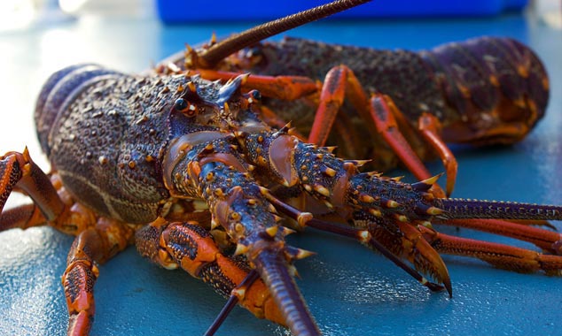 If you spend the night on board, you will taste the lobsters.