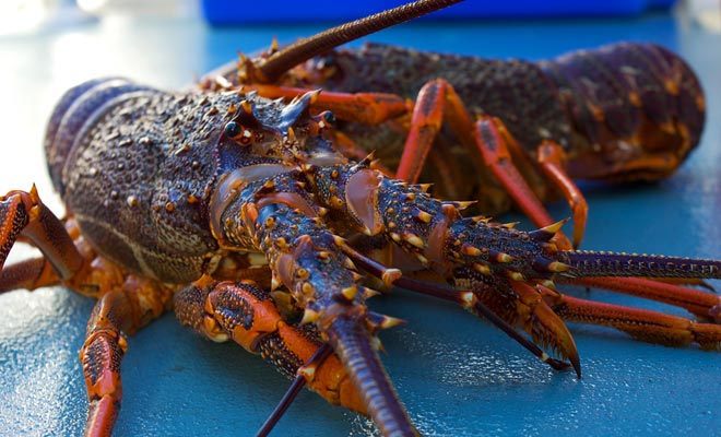You will have the opportunity to taste the lobsters of the fiord if you rent a cabin aboard a ship. They will be fished in the morning and served for dinner.