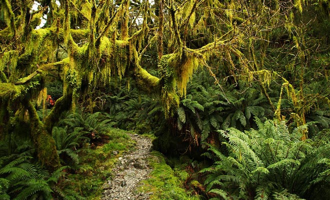 The foam covers the least square centimeter of the Fiordland.