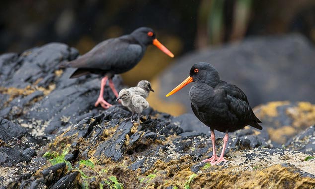 Un spectacle touchant, des huîtriers avec leurs petits.