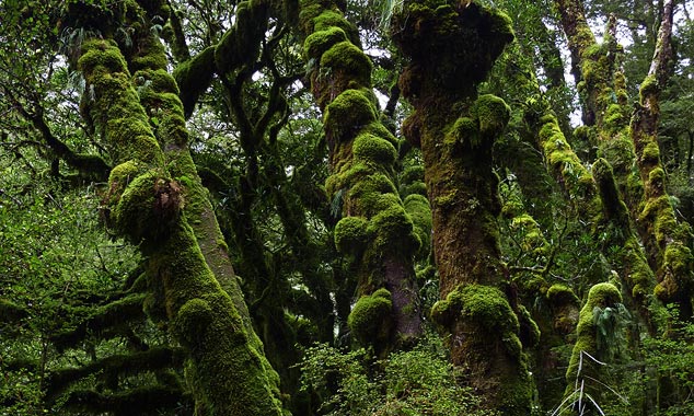 Construire une route au milieu de cette végétation fut un exploit.