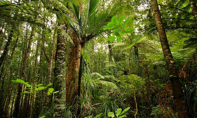The rainforest is an impenetrable wall.