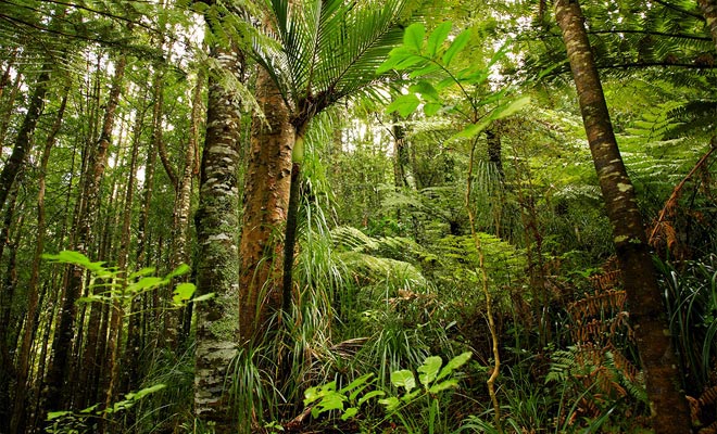 The rainforest that grows in the area is particularly dense and humid. It is a feast for the eyes, but a real nightmare for explorers.