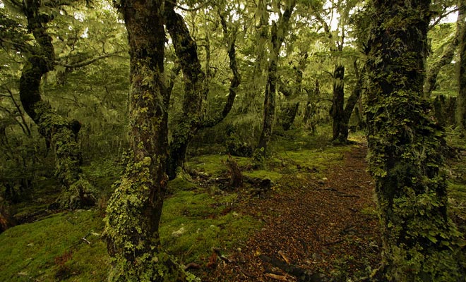 The rain that often falls in New Zealand causes green or black moss to grow on tree trunks.