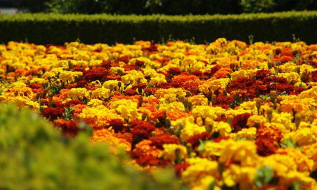 Parterre de fleurs devant la gare de Dunedin.