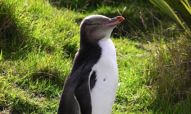 Il faut observer les pingouins en cachette.