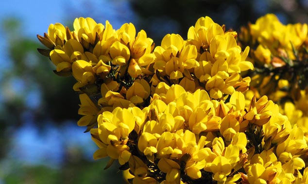 The Botanical Garden has 300 varieties of rhododendrons.