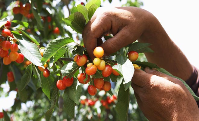 The first few weeks are quite difficult and intense. The number of challenges to face is important (bank, housing, vehicle, employment), but all these events forge character and give courage for the continuation of the Working Holiday Visa ​​adventure.