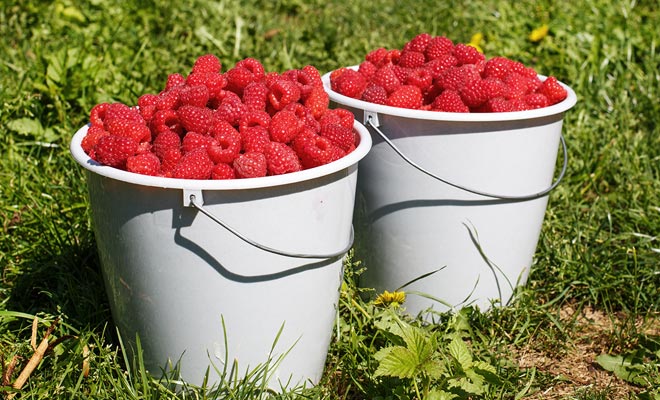 Even if you find paid jobs on the time spent, you will usually be paid according to the amount of bins harvested. The pay happens at the end of the day.