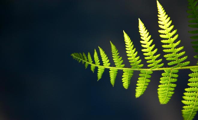 The fern appears on the second official flag of the country. It must be said that New Zealand has several thousand varieties of ferns.