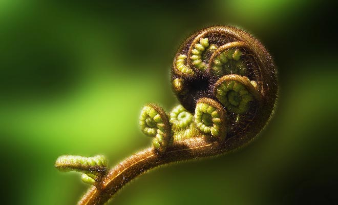 The koru from which a fern will soon emerge is a symbol of peace in the Maori tradition. It is not by chance that the majority of souvenirs sold in the country represent a koru.