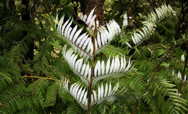 The silver fern is the official symbol of the country. It is on the shirt of the national team of Rugby, the mighty Allblacks.