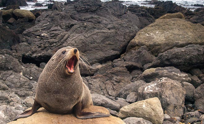 The hike to Shag Point allows you to observe fur seals.