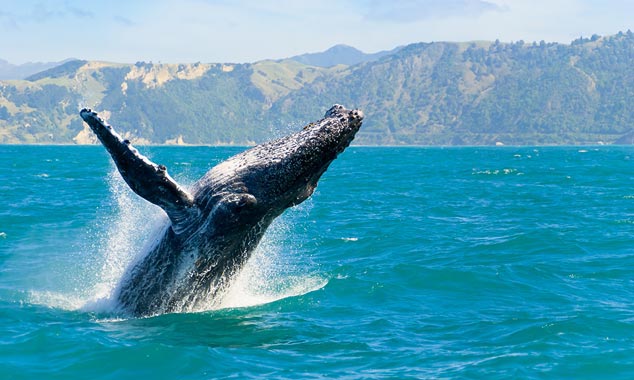 The perfect picture with the sea, the mountain and a whale!