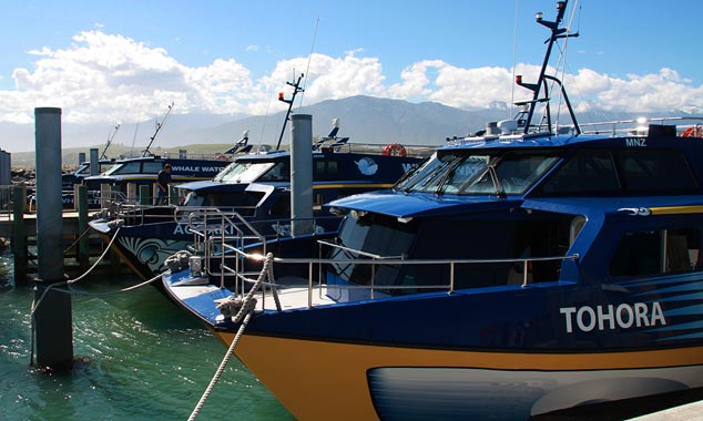 Embark to go whale watching!