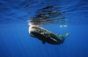 The Kaikoura Peninsula allows the observation of whales.