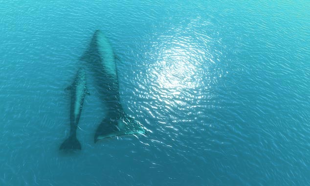 The world's largest mammal rises to the surface.
