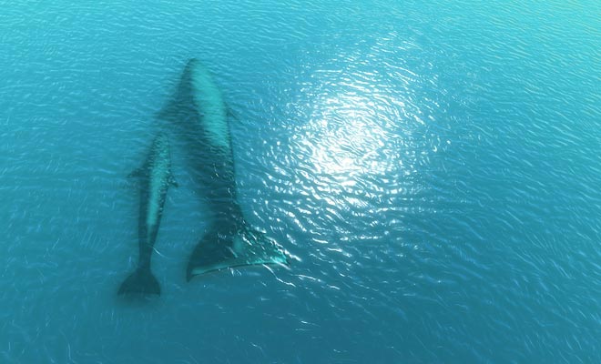 If your budget allows, it is recommended to fly over the whales in a helicopter. Unlike the boat trips that reveal only the back and fin of these mammals, the view of the sky allows you to fully admire them.