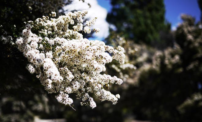 The small fragrant flowers of the kanuka are forested by the bees. The honey they produce is very popular in the country.