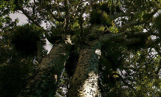 A kauri tree lives on average several centuries, but some reach the canonical age of a thousand years. Some trees you will see date from the tenth century!