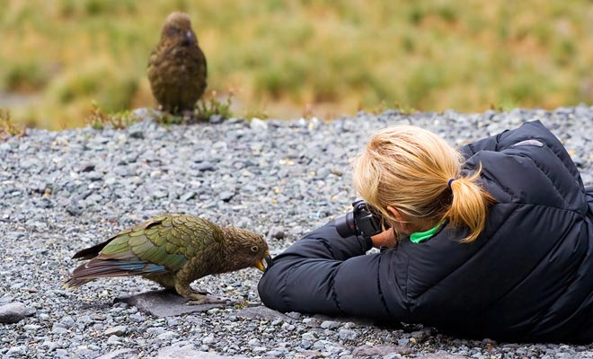 New Zealand has the most intelligent bird in the world: the kea.