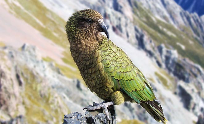 The kea has been subjected to numerous tests which have shown that it is indeed the most intelligent bird in the world.