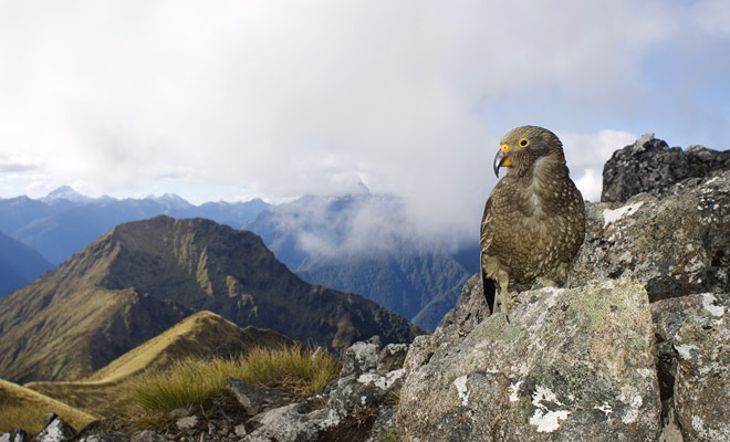 Before the arrival of the Maori, New Zealand was populated only by birds and there was no terrestrial mammal.