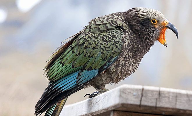 The Kea is the only mountain parrot in the world, but it is also the smartest bird in the world. An intelligence that has been measured scientifically during tests where the kea had to succeed in opening all sorts of boxes closed by more or less complex mechanisms.