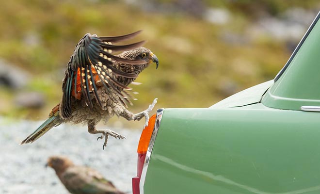 The kea parrot enjoys rubber seals. He does not eat them, but takes pleasure in nibbling them. This makes your car a preferred target.