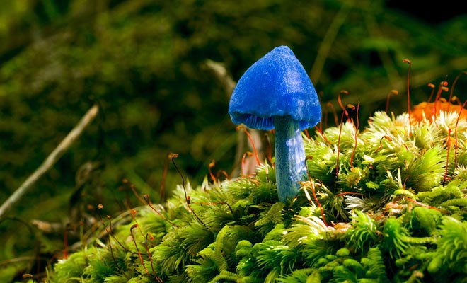 Blue pigmentation is extremely rare for mushrooms... Blue mushrooms of this species are found only in New Zealand and India.