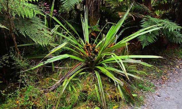 The vegetation of the forest is sometimes strange.