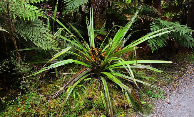 The region's record rainfall is at the origin of lush vegetation.