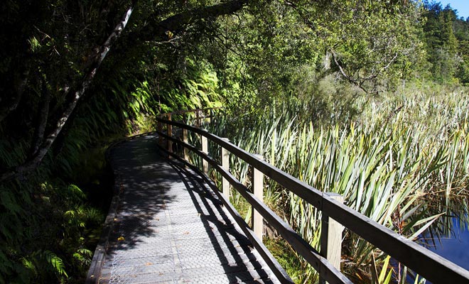 The fauna of Lake Matheson is much less peaceful than one might think. Giant eels, Pukekos ...