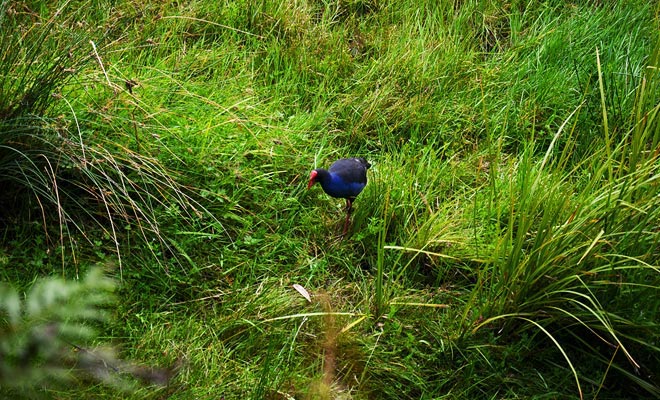 It is not uncommon to meet pukekos all around the lake.