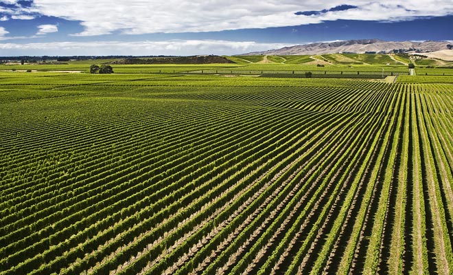 The harvest usually begins in early New Zealand autumn. During this period, entrepreneurs need a lot of manpower. A bargain for young travelers with a Working Holiday Visa.